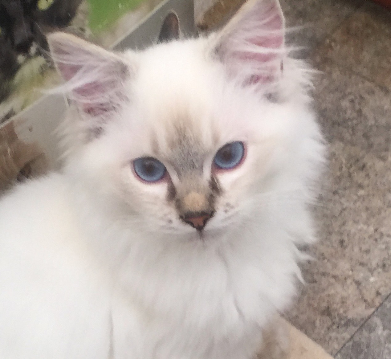 Gorgeous Fur Babies from Pure Ragdoll Traditional Bloodlines